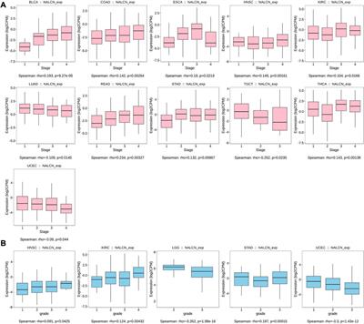 NALCN is a potential biomarker and therapeutic target in human cancers